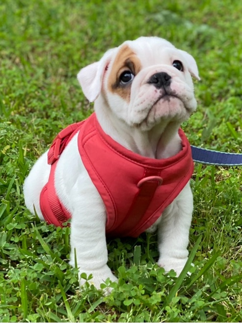 Wild One Dog harness red size small